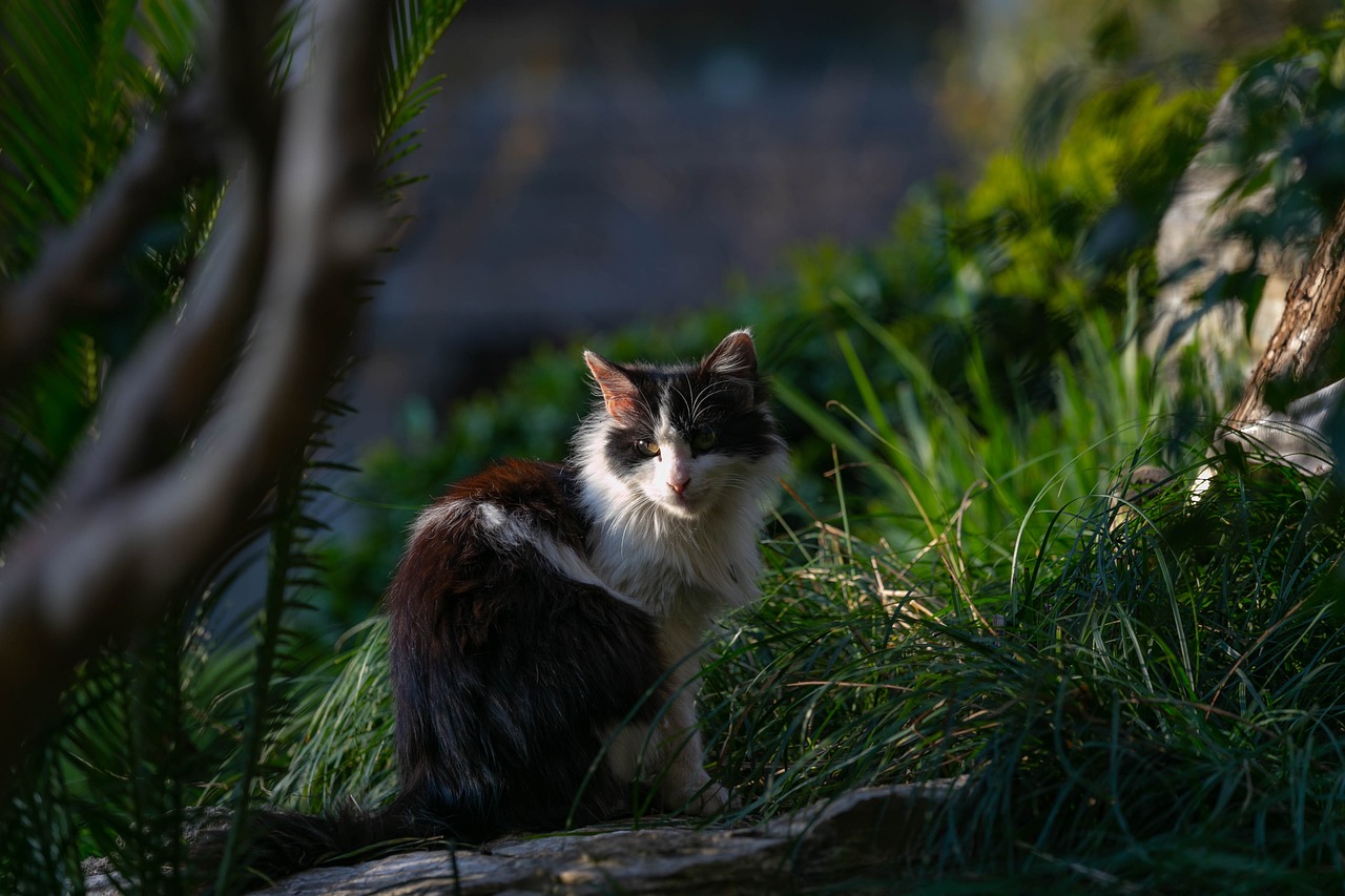 小班体育花猫与老鼠